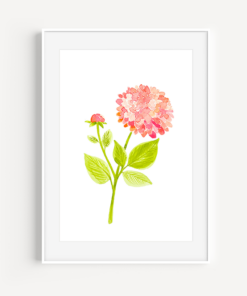 Pink Dahlia Watercolor - A Little Hello Co.